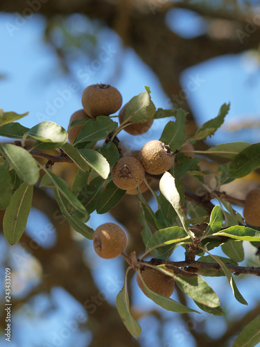 Pyrus amygdaliformis - Poirier à feuilles d'amandier aux feuilles étroites et allongées vert grisâtre et au petits fruits globuleux de couleur brun photo