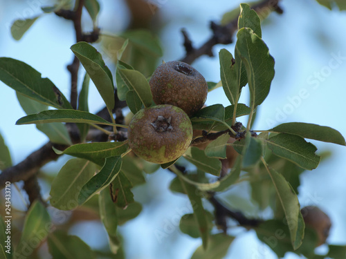 Pyrus amygdaliformis - Poirier à feuilles d'amandier aux feuilles étroites et allongées vert grisâtre et au petits fruits globuleux de couleur brun photo