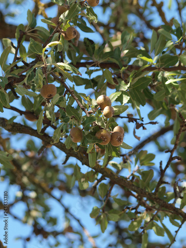 Pyrus amygdaliformis - Poirier à feuilles d'amandier aux feuilles étroites et allongées vert grisâtre et au petits fruits globuleux de couleur brun photo