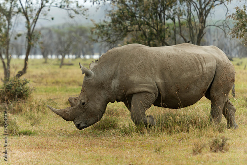 White Rhino   Ceratotherium simum grazing in lake Nakuru  Kenya  Africa.