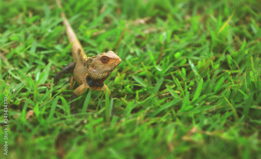 Chameleon on green grass