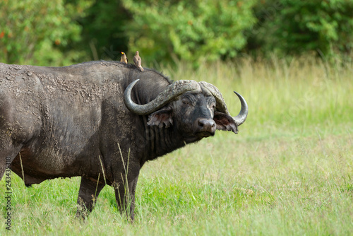 Cape buffalo  Syncerus caffer caffer and oxpeckers  Maasai Mara  Kenya  Africa.