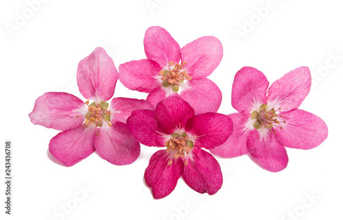 Pink apple flower isolated