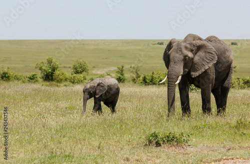 Elephant mother and baby, Maasai Mara, Kenya, Africa. © RealityImages