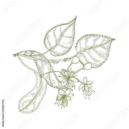 Elegant drawing of linden leaves, beautiful blooming flowers or inflorescence and buds