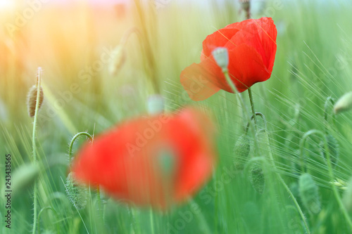 Fototapeta Naklejka Na Ścianę i Meble -  beautiful red poppies flowers morning spring season