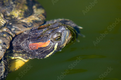 turtles in the sun on the lake of the Botanical Garden in Rio de Janeiro Brazil