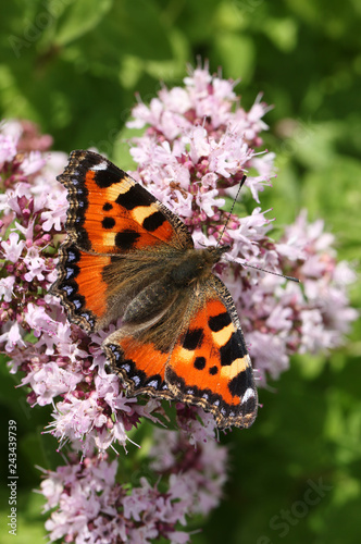 A beautiful Small Tortoiseshell Butterfly (Aglais urticae) nectaring on a flower with its wings open.