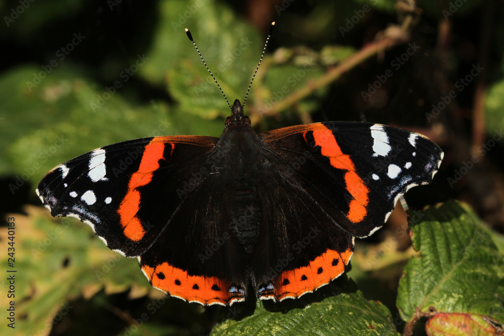 A beautiful Red Admiral Butterfly (Vanessa atalanta) perched on a leaf. A beautiful Red Admiral Butterfly (Vanessa atalanta) perched on a leaf.