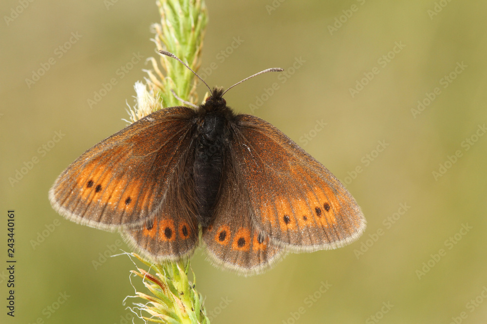 Fototapeta premium A rare Mountain Ringlet Butterfly (Erebia epiphron) perched on a plant in the mountains in the lake district.