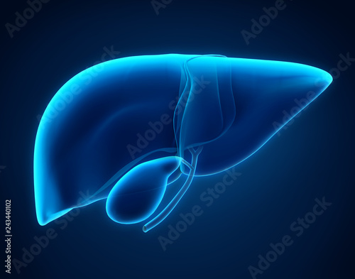 Liver and Gallbladder Anatomy