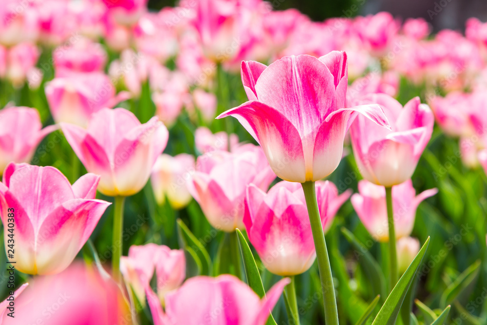Beautiful tulips in the garden. Bright red flowers. Spring and summer background. Background for social networks. Natural spring background. Beautiful tulips in the garden. Bright red flowers. Spring and summer background. Background for social networks. Natural spring background.