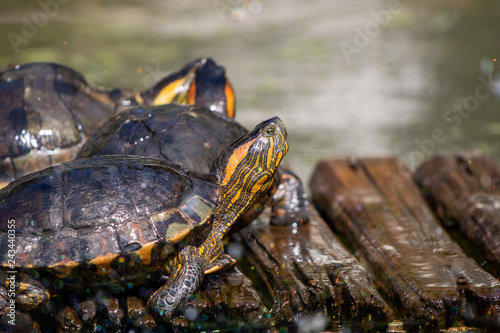 turtles in the sun on the lake of the Botanical Garden in Rio de Janeiro Brazil