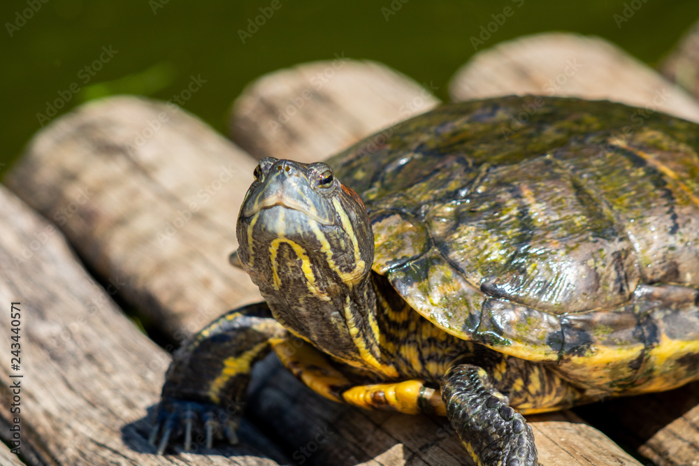 turtles in the sun on the lake of the Botanical Garden in Rio de Janeiro Brazil turtles in the sun on the lake of the Botanical Garden in Rio de Janeiro Brazil