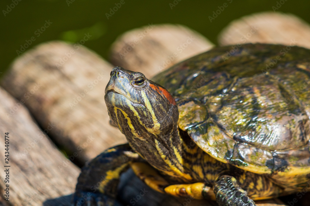 turtles in the sun on the lake of the Botanical Garden in Rio de Janeiro Brazil turtles in the sun on the lake of the Botanical Garden in Rio de Janeiro Brazil