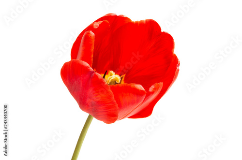 red tulip isolated