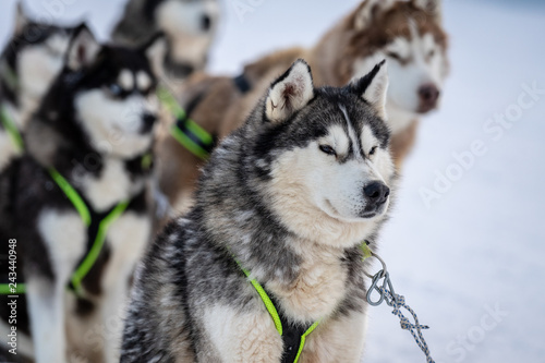 Husky sled in the snowy mountain