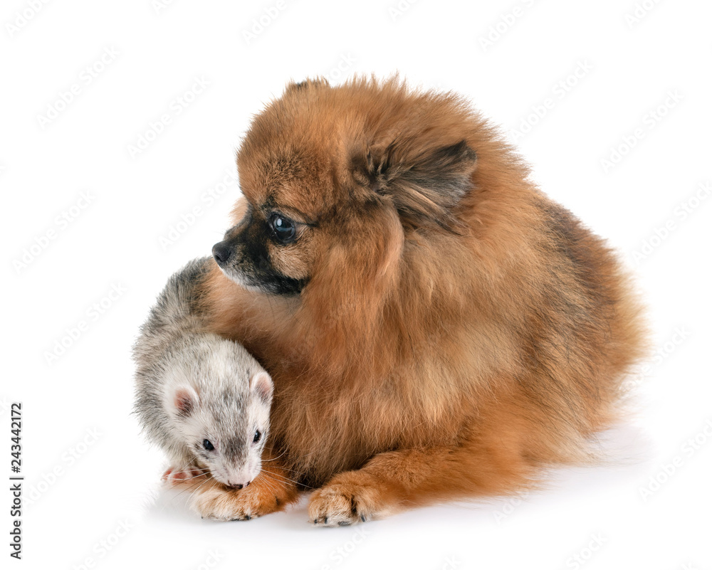 gray ferret and dog gray ferret and dog