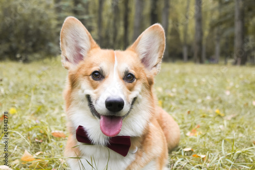 Corgi for a walk in spring park on a background of green grass