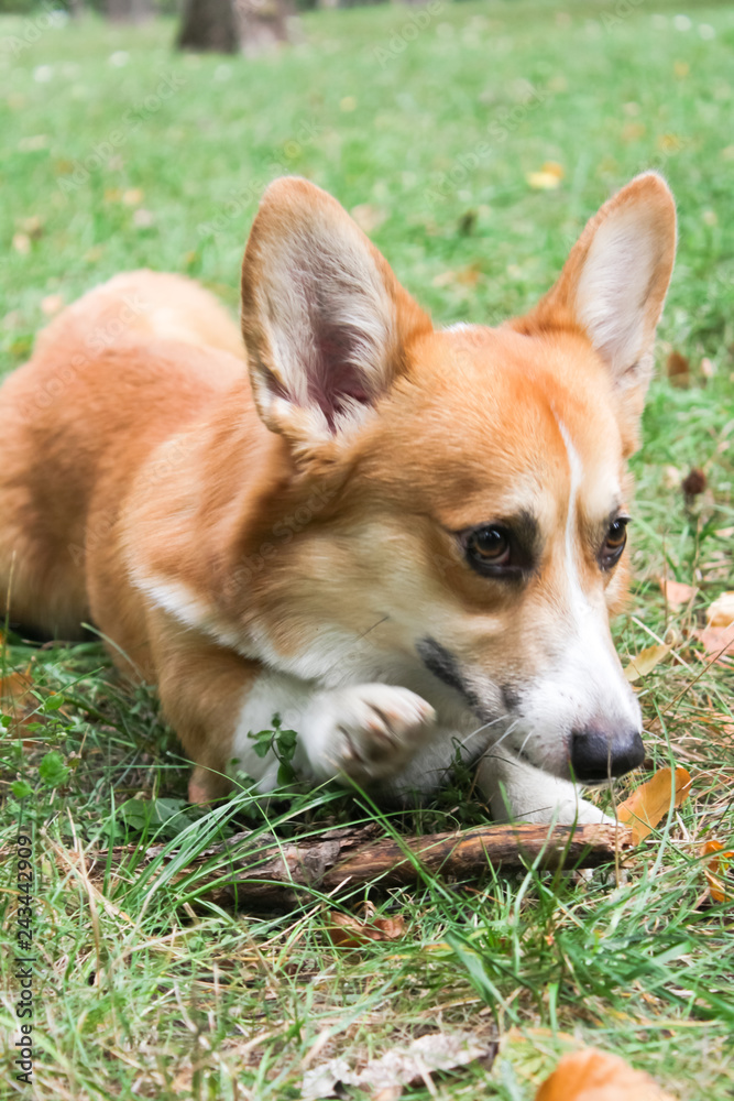 Corgi for a walk in spring park on a background of green grass Corgi for a walk in spring park on a background of green grass