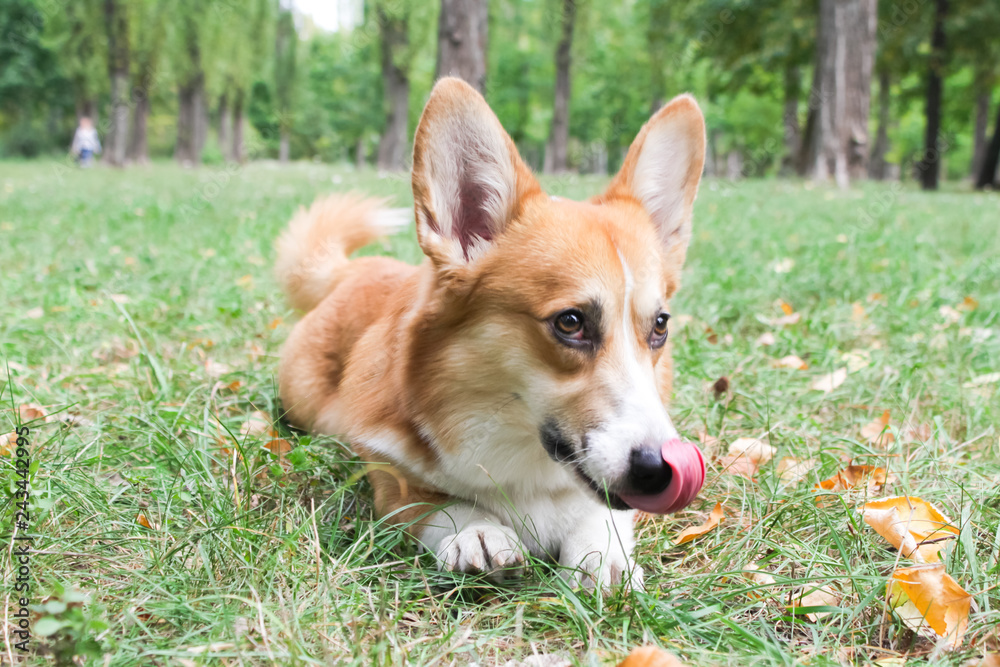 Corgi for a walk in spring park on a background of green grass Corgi for a walk in spring park on a background of green grass
