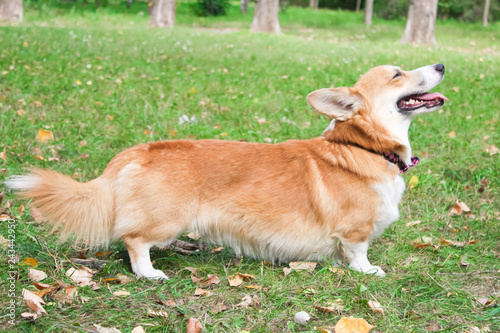 Corgi for a walk in spring park on a background of green grass