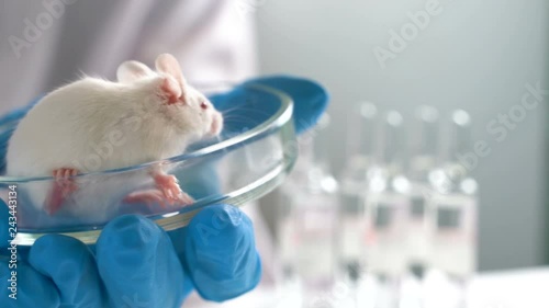 Experimental mice for biological test photo