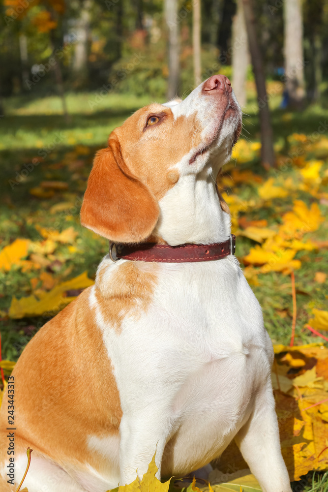 beagle in autumn park