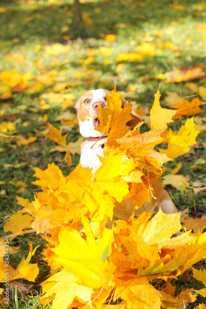Obraz premium beagle in autumn park