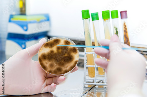 aspergillus on petri dish photo