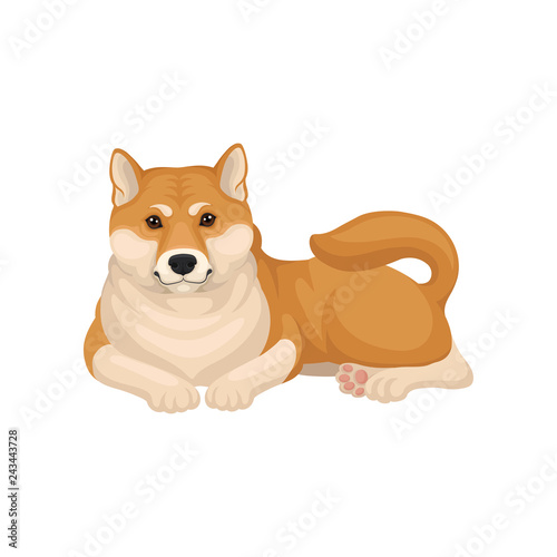 Detailed flat vector icon of Shiba Inu lying on the floor. Adorable dog with red-beige coat and fluffy tail. Home pet