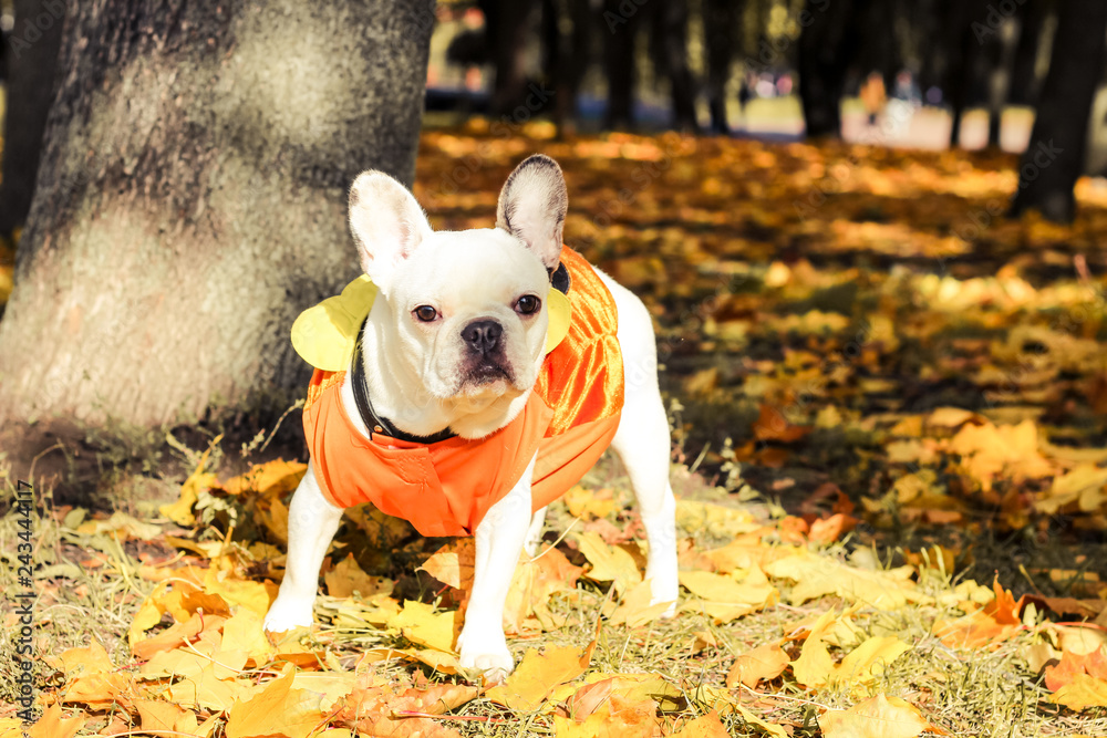 french bulldog, halloween, autumn