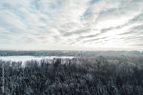 Drone point of view on pine forest in winter time. Landscape photo of rural forest in winter season