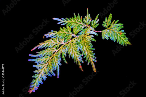 Peacock fern (Selaginella willdenowii) is a species of spikemoss known by the common names Willdenow's spikemoss and peacock fern due to its iridescent blue leaves. Isolated on black background. photo