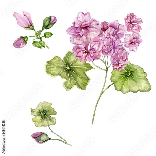 Beautiful pelargonium flowers on stems with green leaves and closed buds isolated on white background. Botanical set. Watercolor painting.