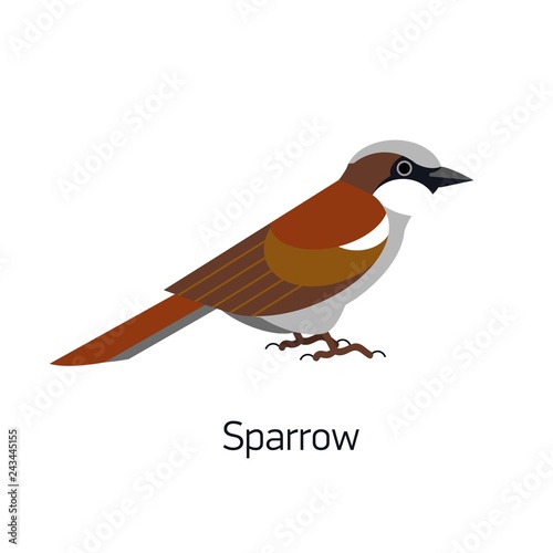 Sparrow isolated on white background