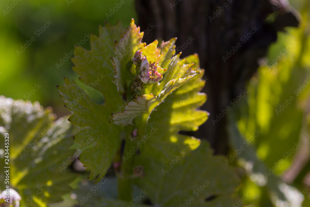 Weinberge Reben 