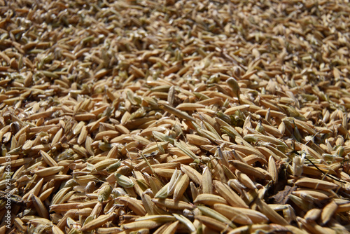 Rice grain plane in food drying process