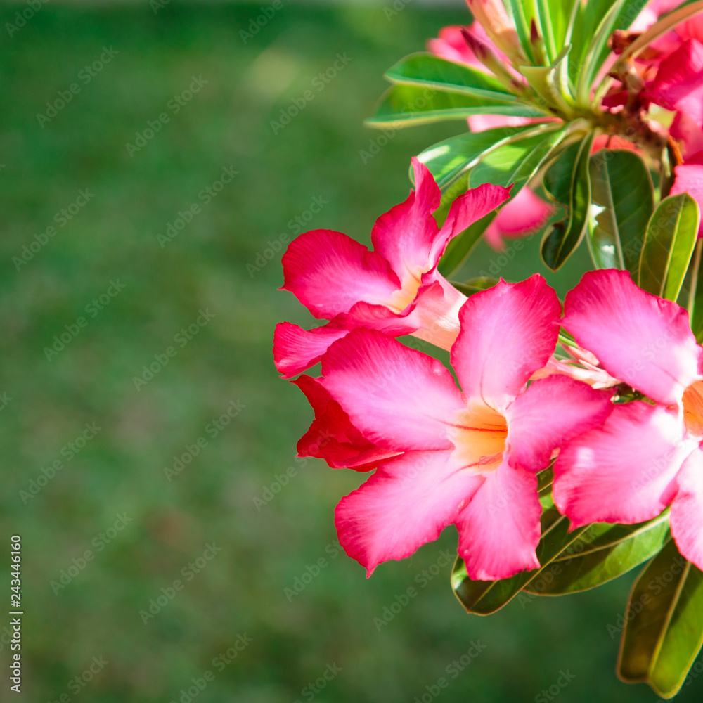 Beautiful bright red flower against the background of green leaves. The natural background. close-up Beautiful bright red flower against the background of green leaves. The natural background. close-up