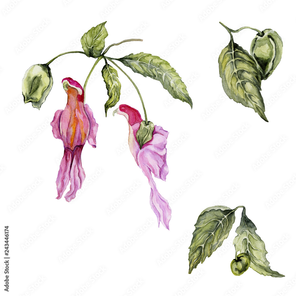 Exotic parrot flower (Impatiens psittacina) isolated on white background. Beautiful tropical floral set (parrot flower, bud and leaves). Watercolor painting. - obrazy, fototapety, plakaty 