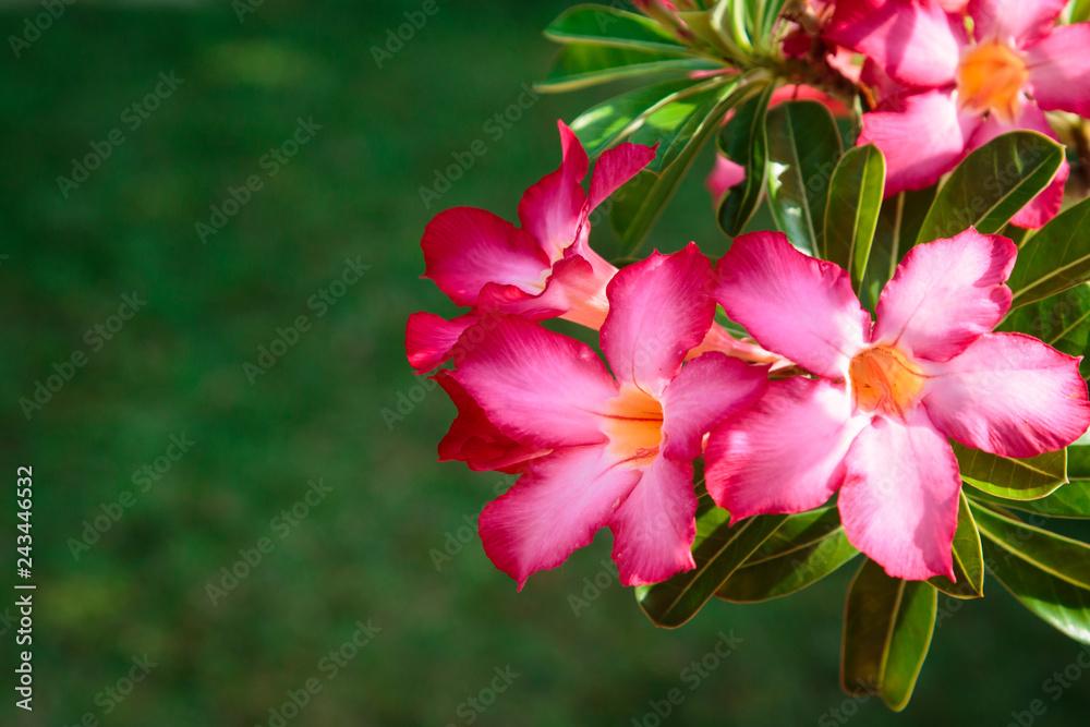 Beautiful bright red flower against the background of green leaves. The natural background. close-up Beautiful bright red flower against the background of green leaves. The natural background. close-up