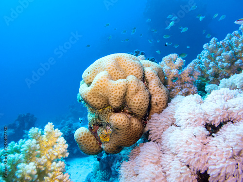 Colorful coral reef at the bottom of tropical sea, underwater landscape. photo