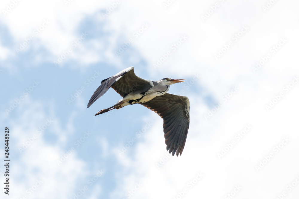 Obraz premium Graureiher