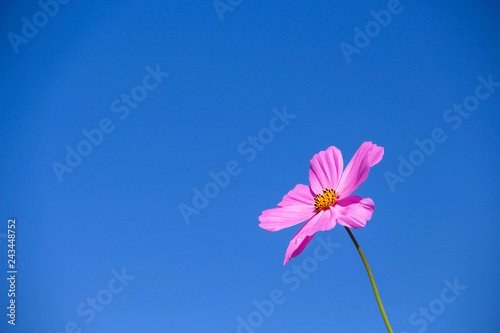 Fototapeta Naklejka Na Ścianę i Meble -  Colorful single pink cosmos bipinnatus flowers blooming with breeze on vivid blue sky background and space