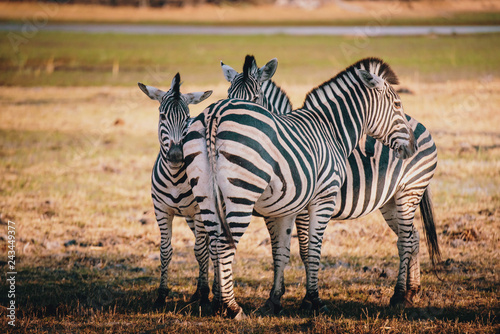 Gruppe Zebras am Rande des Überschwemmungsgebietes im Okavangodelta, Moremi Nationalpark, Botswana photo