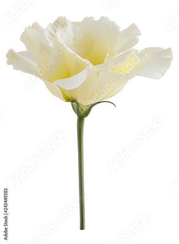 Eustoma flower isolated on white background.