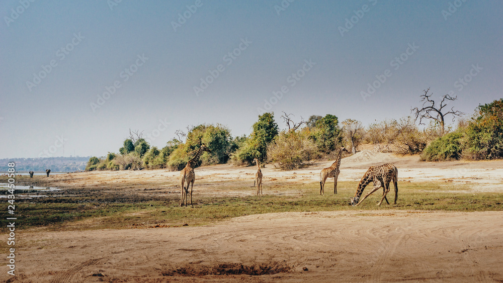 Panorama - Vier Giraffen am Rande des Überschwemmungsgebietes des Chobe River, Chobe flood plains, Botswana