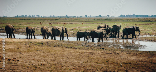 Afrikanische Elefanten (Loxodonta africana) wandern über die Chobe flood plains, Botswana
