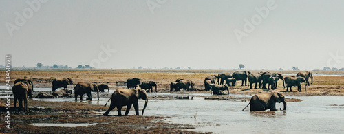 Panorama - Afrikanische Elefanten (Loxodonta africana) wandern über die Chobe flood plains, Botswana