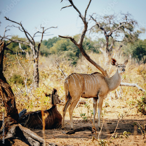 Gro  e weibliche Kudu Antilope in der Mittagssonne unter einem Baum stehend  Chobe flood plains  Botswana